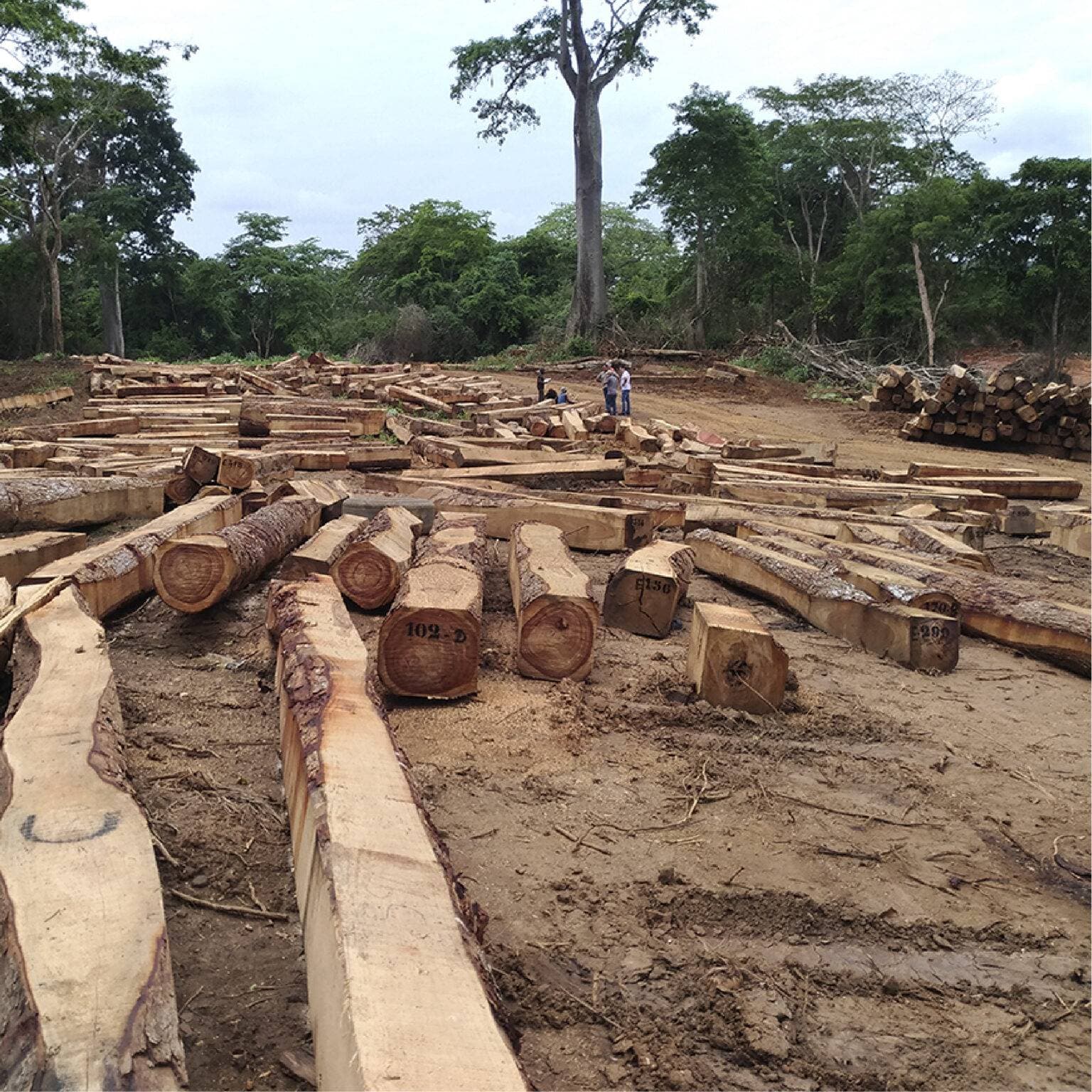 Nova chegada de Mukula — lote da Lunda Norte